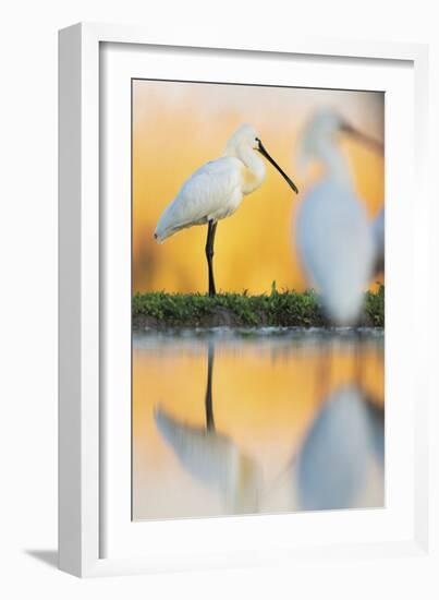 Eurasian Spoonbill - Solo-Staffan Widstrand-Framed Giclee Print