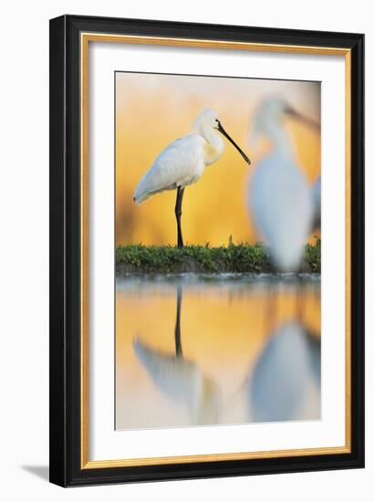 Eurasian Spoonbill - Solo-Staffan Widstrand-Framed Giclee Print