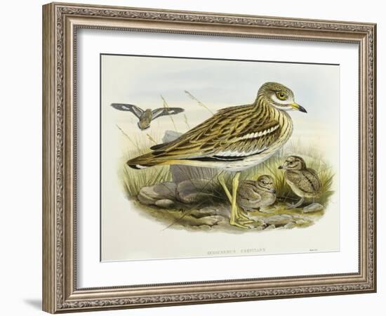 Eurasian Thick-Knee (Burhinus Oedicnemus)-John Gould-Framed Giclee Print