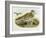 Eurasian Thick-Knee (Burhinus Oedicnemus)-John Gould-Framed Giclee Print