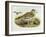 Eurasian Thick-Knee (Burhinus Oedicnemus)-John Gould-Framed Giclee Print