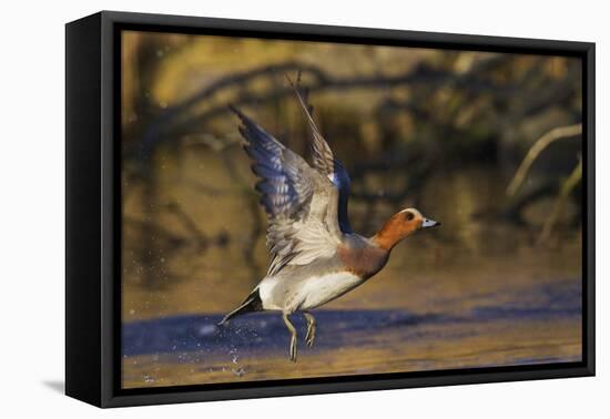 Eurasian wigeon flying-Ken Archer-Framed Premier Image Canvas