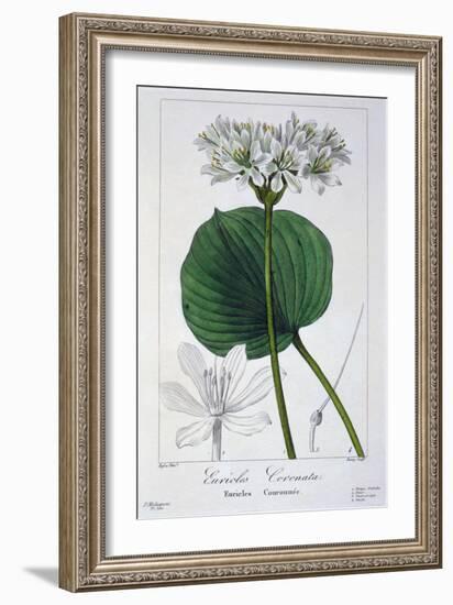 Euricles Coronata, 1836-Pancrace Bessa-Framed Giclee Print