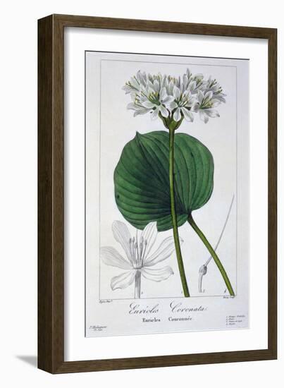 Euricles Coronata, 1836-Pancrace Bessa-Framed Giclee Print