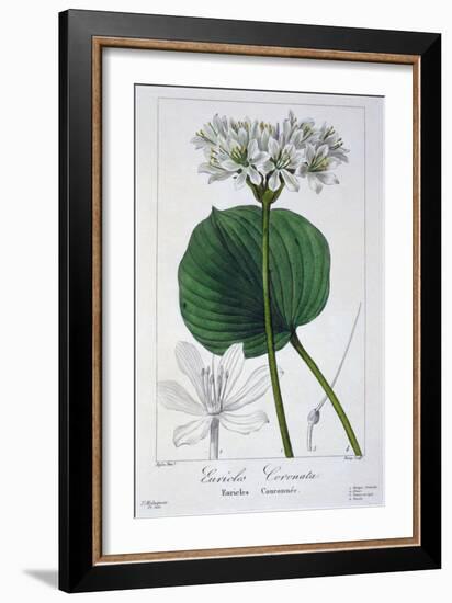 Euricles Coronata, 1836-Pancrace Bessa-Framed Giclee Print