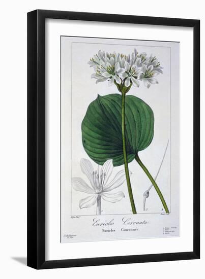 Euricles Coronata, 1836-Pancrace Bessa-Framed Giclee Print