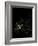 Europe At Night, Satellite Image-PLANETOBSERVER-Framed Photographic Print