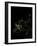 Europe At Night, Satellite Image-PLANETOBSERVER-Framed Photographic Print