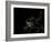 Europe At Night-PLANETOBSERVER-Framed Photographic Print