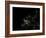 Europe At Night-PLANETOBSERVER-Framed Photographic Print