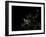 Europe At Night-PLANETOBSERVER-Framed Photographic Print