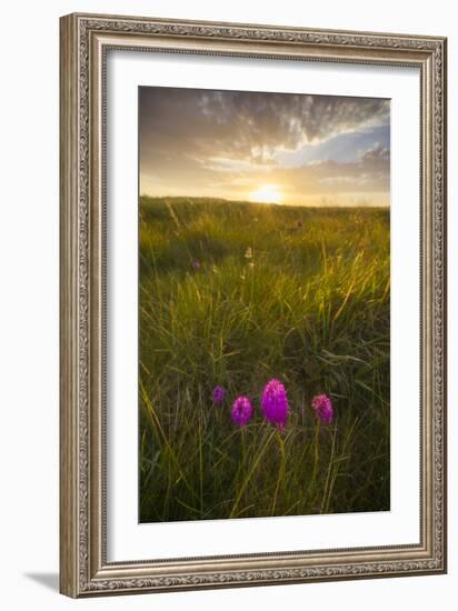 Europe, France, Brittany - Orchids Flowers At Sunset In The Dunes Sainte Marguerite (Landeda)-Aliaume Chapelle-Framed Photographic Print