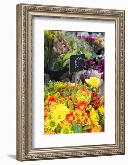 Europe, France. Gerber daisy.-Lisa S. Engelbrecht-Framed Photographic Print