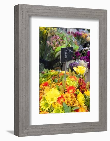 Europe, France. Gerber daisy.-Lisa S. Engelbrecht-Framed Photographic Print