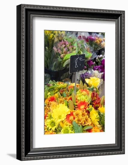 Europe, France. Gerber daisy.-Lisa S. Engelbrecht-Framed Photographic Print