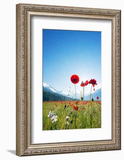 Europe, France, Haute Savoie, Rhone Alps, Poppy Field-Christian Kober-Framed Photographic Print