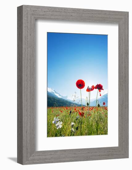 Europe, France, Haute Savoie, Rhone Alps, Poppy Field-Christian Kober-Framed Photographic Print