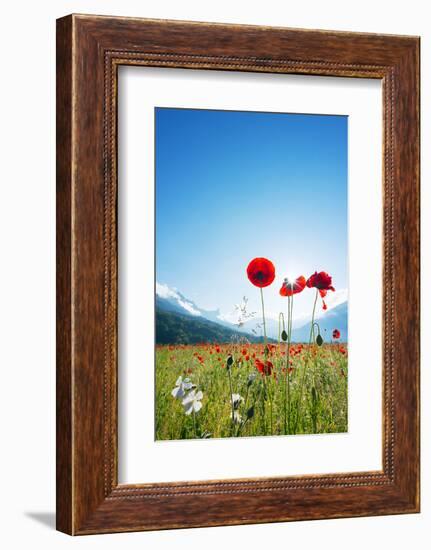 Europe, France, Haute Savoie, Rhone Alps, Poppy Field-Christian Kober-Framed Photographic Print