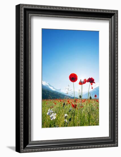 Europe, France, Haute Savoie, Rhone Alps, Poppy Field-Christian Kober-Framed Photographic Print