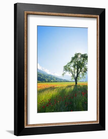 Europe, France, Haute Savoie, Rhone Alps, Poppy Field-Christian Kober-Framed Photographic Print