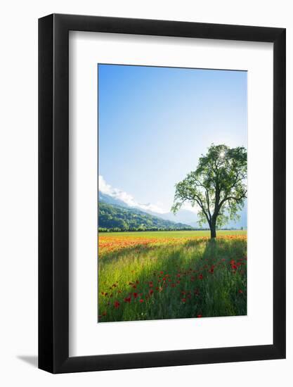 Europe, France, Haute Savoie, Rhone Alps, Poppy Field-Christian Kober-Framed Photographic Print