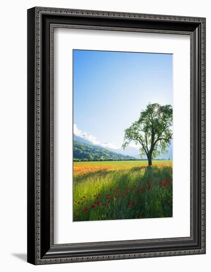 Europe, France, Haute Savoie, Rhone Alps, Poppy Field-Christian Kober-Framed Photographic Print