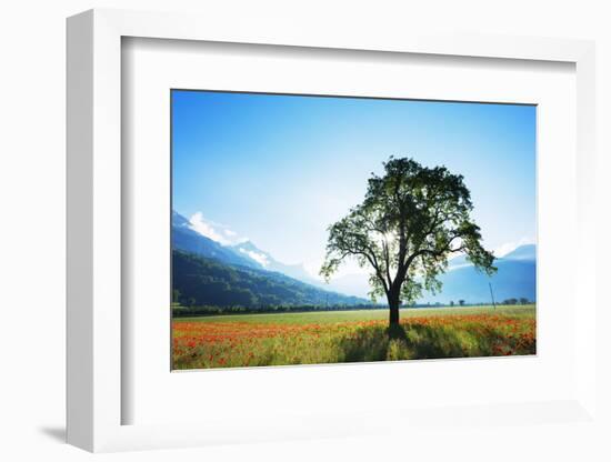 Europe, France, Haute Savoie, Rhone Alps, Poppy Field-Christian Kober-Framed Photographic Print