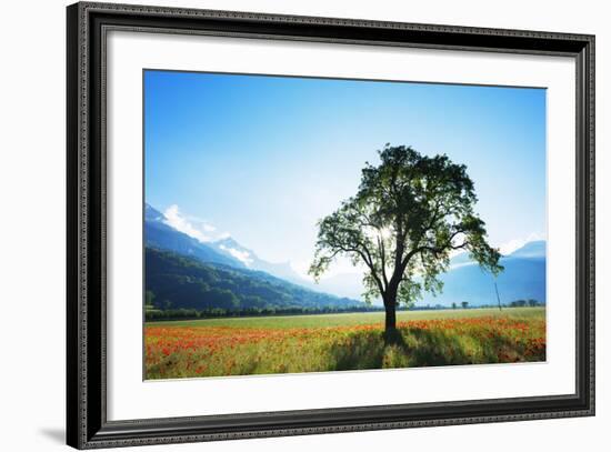 Europe, France, Haute Savoie, Rhone Alps, Poppy Field-Christian Kober-Framed Photographic Print