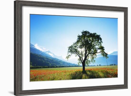 Europe, France, Haute Savoie, Rhone Alps, Poppy Field-Christian Kober-Framed Photographic Print