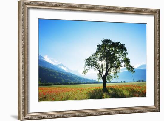 Europe, France, Haute Savoie, Rhone Alps, Poppy Field-Christian Kober-Framed Photographic Print