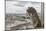 Europe, France, Paris. A gargoyle on the Notre Dame Cathedral.-Charles Sleicher-Mounted Photographic Print