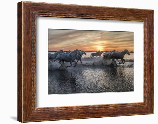 Europe, France, Provence, Camargue. Horses running through water at sunrise.-Jaynes Gallery-Framed Photographic Print