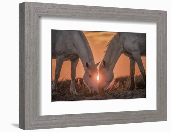 Europe, France, Provence, Camargue. Two Camargue horses grazing at sunrise.-Jaynes Gallery-Framed Photographic Print