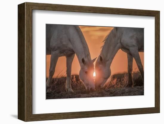 Europe, France, Provence, Camargue. Two Camargue horses grazing at sunrise.-Jaynes Gallery-Framed Photographic Print