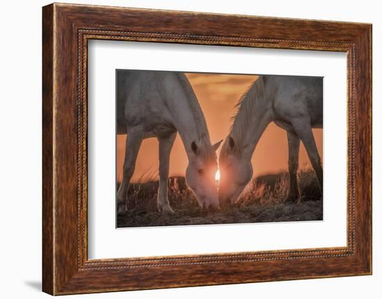 Europe, France, Provence, Camargue. Two Camargue horses grazing at sunrise.-Jaynes Gallery-Framed Photographic Print