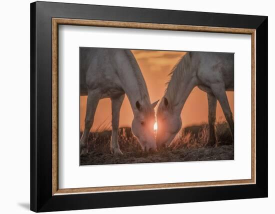 Europe, France, Provence, Camargue. Two Camargue horses grazing at sunrise.-Jaynes Gallery-Framed Photographic Print