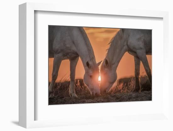 Europe, France, Provence, Camargue. Two Camargue horses grazing at sunrise.-Jaynes Gallery-Framed Photographic Print