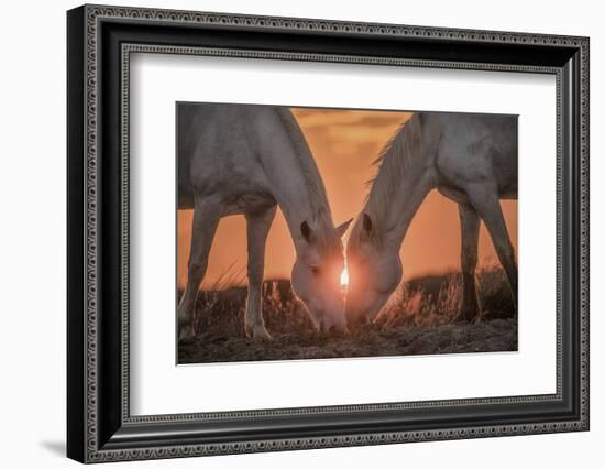 Europe, France, Provence, Camargue. Two Camargue horses grazing at sunrise.-Jaynes Gallery-Framed Photographic Print