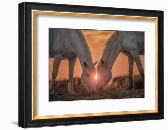 Europe, France, Provence, Camargue. Two Camargue horses grazing at sunrise.-Jaynes Gallery-Framed Photographic Print