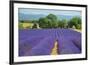 Europe, France, Provence, Gordes, Lavender fields.-Christian Heeb-Framed Photographic Print