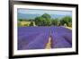 Europe, France, Provence, Gordes, Lavender fields.-Christian Heeb-Framed Photographic Print