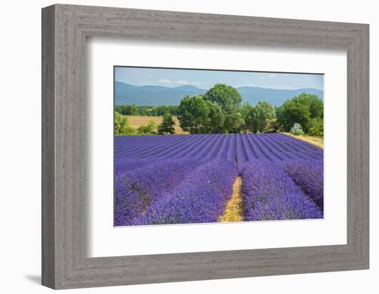 Europe, France, Provence, Gordes, Lavender fields.-Christian Heeb-Framed Photographic Print