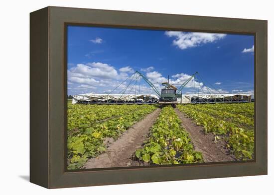 Europe, Germany, Brandenburg, Spreewald (Spree Forest), Cucumber Harvest-Chris Seba-Framed Premier Image Canvas