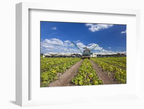Europe, Germany, Brandenburg, Spreewald (Spree Forest), Cucumber Harvest-Chris Seba-Framed Photographic Print