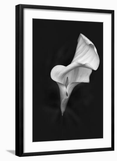 Europe, Ireland, Dublin. Calla Lily Black and White-Jaynes Gallery-Framed Photographic Print