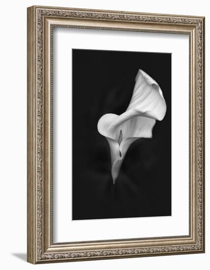 Europe, Ireland, Dublin. Calla Lily Black and White-Jaynes Gallery-Framed Photographic Print