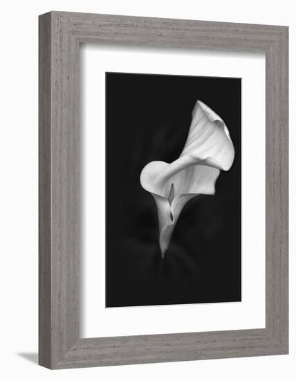 Europe, Ireland, Dublin. Calla Lily Black and White-Jaynes Gallery-Framed Photographic Print