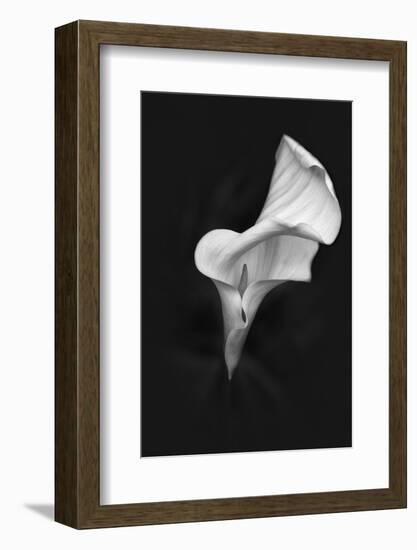 Europe, Ireland, Dublin. Calla Lily Black and White-Jaynes Gallery-Framed Photographic Print