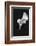 Europe, Ireland, Dublin. Calla Lily Black and White-Jaynes Gallery-Framed Photographic Print