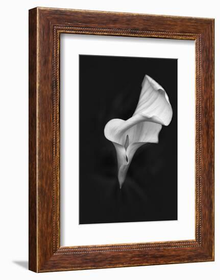 Europe, Ireland, Dublin. Calla Lily Black and White-Jaynes Gallery-Framed Photographic Print